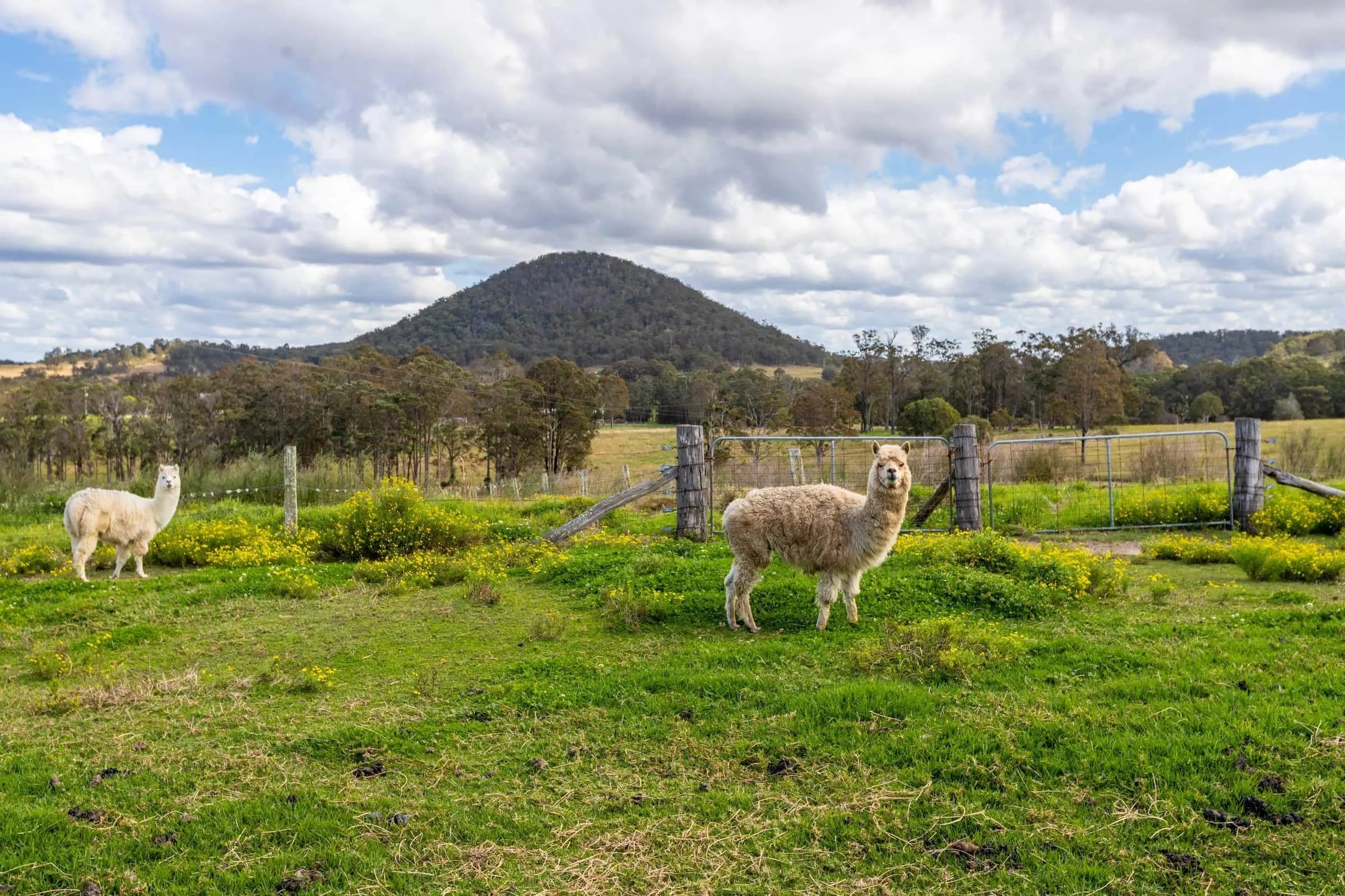 Winter pasture on the hill paddock at Carinya Parc