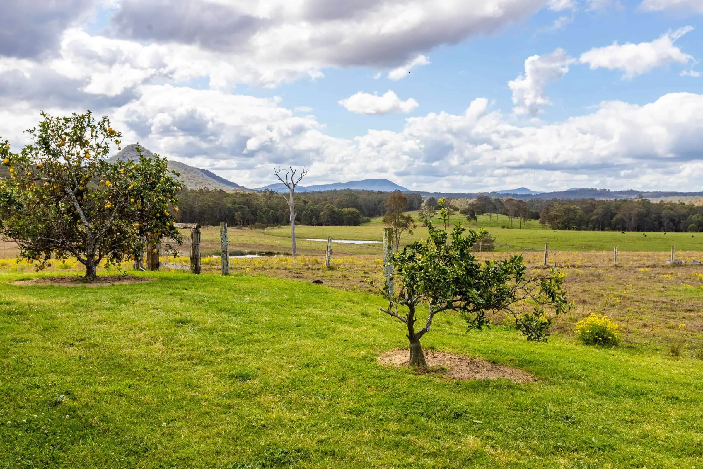 The slope below the homestead at Carinya Parc, where the first food forest rows now run