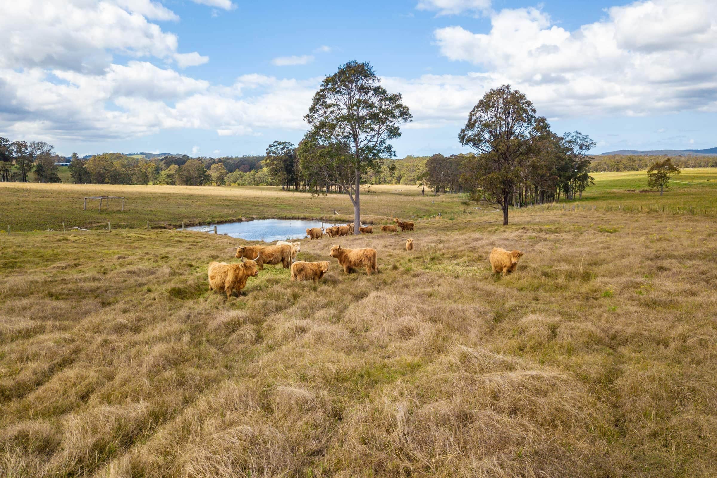 Highland cattle grazing in a paddock at Carinya Parc
